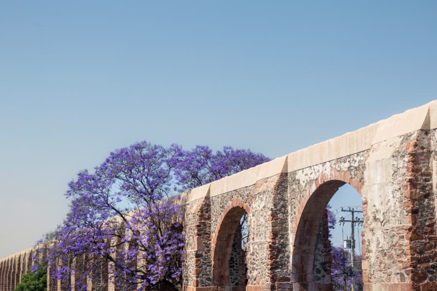 Acueducto de Querétaro con jacarandas en flor